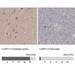 LUZP1 Antibody, Novus Biologicals:Antibodies:Primary Antibodies